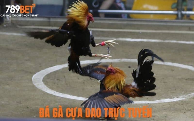 Đá gà cựa dao trực tuyến phát sóng các trận đấu tại trường gà Đá gà cựa dao trực tuyến phát sóng các trận đấu tại trường gà